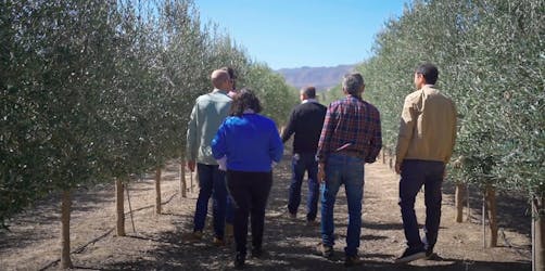 Guided tour of olive groves and EVOO facilities with tasting